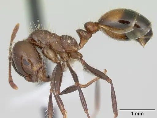 Solenopsis richteri specimen