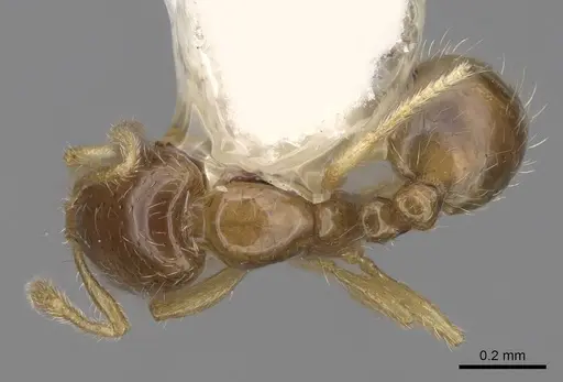 Solenopsis rosella specimen