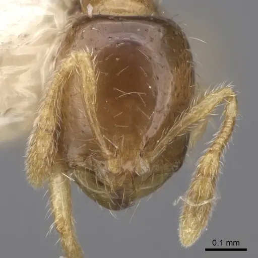 Solenopsis rosella specimen