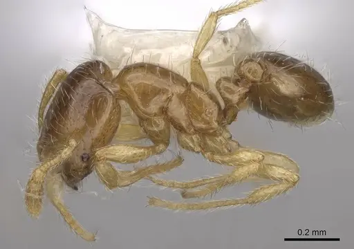 Solenopsis rosella specimen