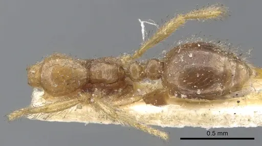Solenopsis rugiceps specimen