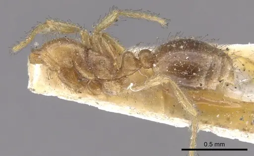 Solenopsis rugiceps specimen