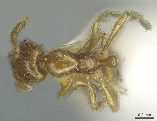 Solenopsis rugiceps - CASENT0916029