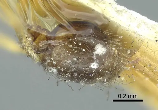 Solenopsis rugiceps - CASENT0916029