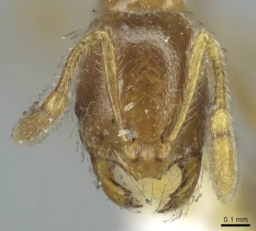 Solenopsis rugiceps - CASENT0916029