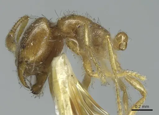 Solenopsis rugiceps - CASENT0916029