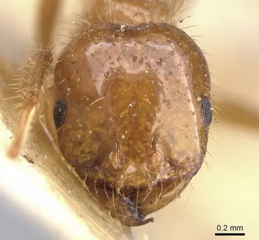 Solenopsis saevissima specimen