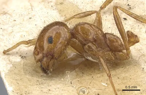 Solenopsis saevissima specimen