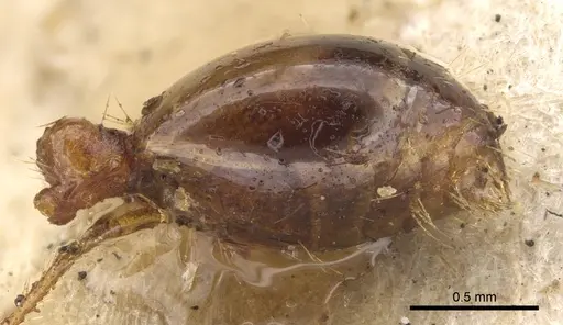 Solenopsis saevissima - CASENT0902353