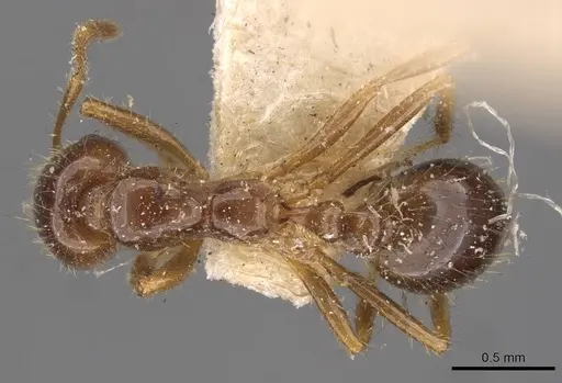 Solenopsis saevissima - CASENT0908797