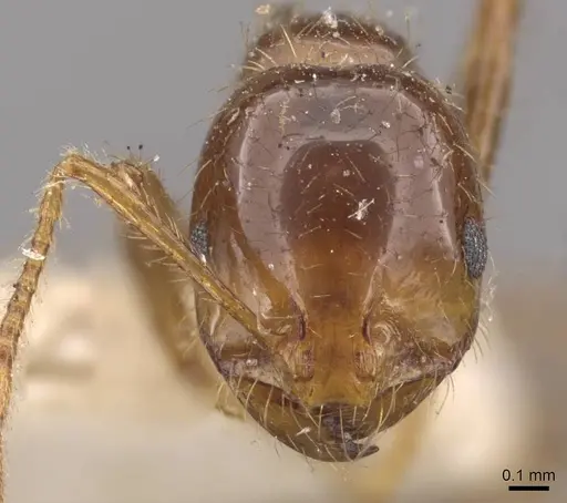 Solenopsis saevissima - CASENT0908797