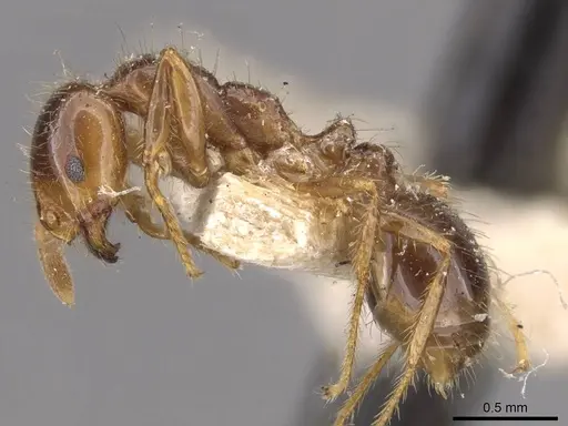 Solenopsis saevissima - CASENT0908797