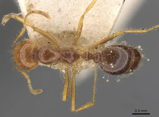 Solenopsis saevissima - CASENT0908798