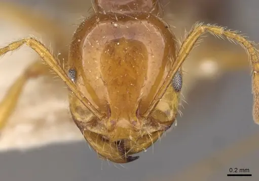 Solenopsis saevissima - CASENT0908798