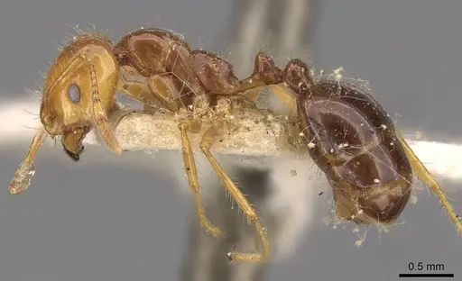 Solenopsis saevissima - CASENT0908798
