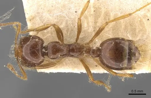 Solenopsis saevissima - CASENT0908799