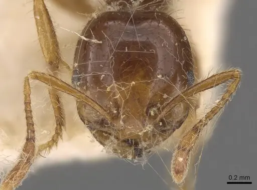 Solenopsis saevissima - CASENT0908799