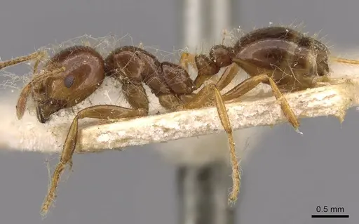 Solenopsis saevissima - CASENT0908799