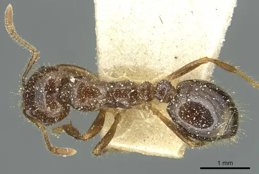 Solenopsis saevissima - CASENT0913929