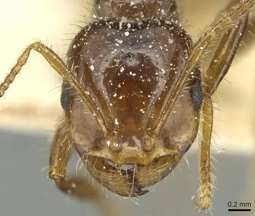 Solenopsis saevissima - CASENT0913929