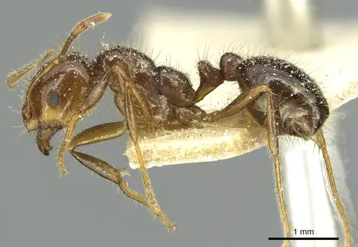 Solenopsis saevissima - CASENT0913929