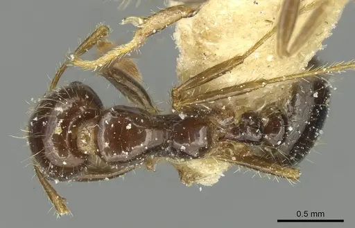 Solenopsis saevissima - CASENT0913930
