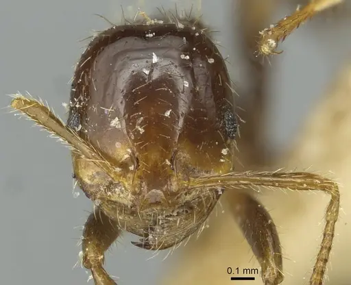 Solenopsis saevissima - CASENT0913930