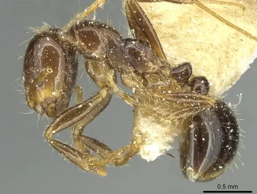 Solenopsis saevissima - CASENT0913930