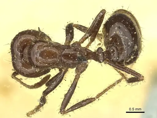Solenopsis saevissima - CASENT0913931
