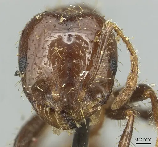 Solenopsis saevissima - CASENT0913931
