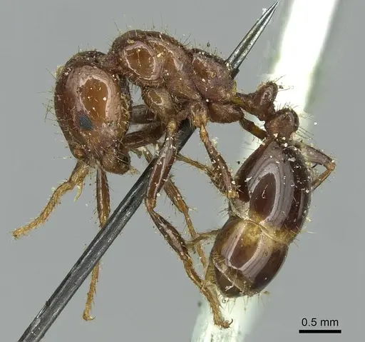 Solenopsis saevissima - CASENT0913931
