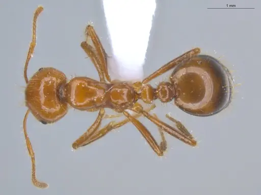 Solenopsis saevissima - ECOFOG-BOUM-0642-02