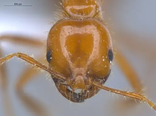 Solenopsis saevissima - ECOFOG-BOUM-0642-02