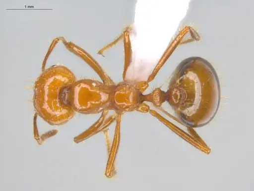 Solenopsis saevissima - ECOFOG-BOUM-0661-01-S