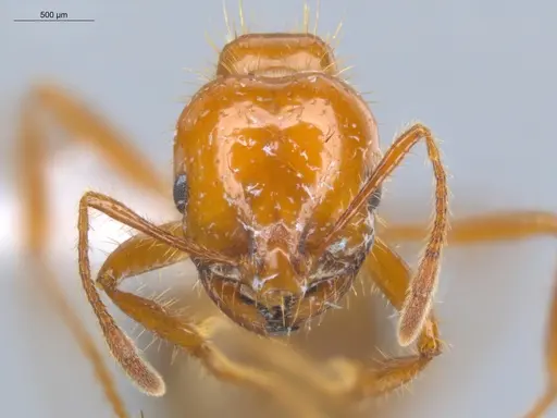 Solenopsis saevissima - ECOFOG-BOUM-0661-01-S