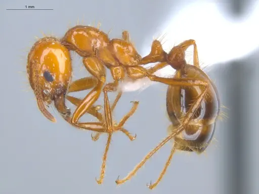 Solenopsis saevissima - ECOFOG-BOUM-0661-01-S