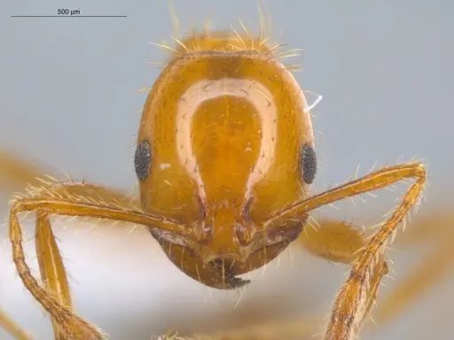 Solenopsis saevissima - ECOFOG-BOUM-0661-01