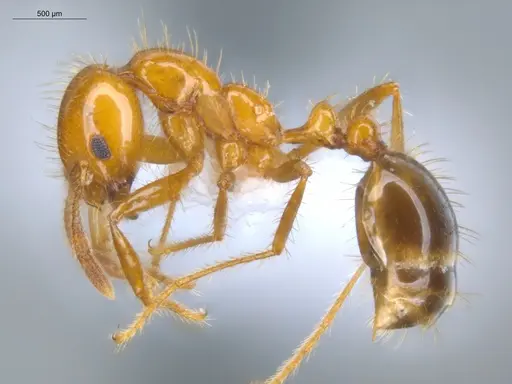 Solenopsis saevissima - ECOFOG-BOUM-0661-01
