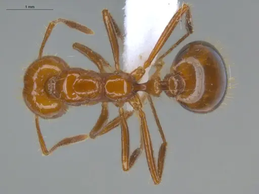 Solenopsis saevissima - ECOFOG-BUG-0893-01