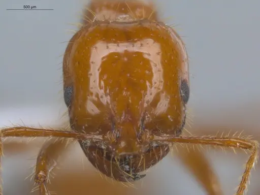 Solenopsis saevissima - ECOFOG-BUG-0893-01