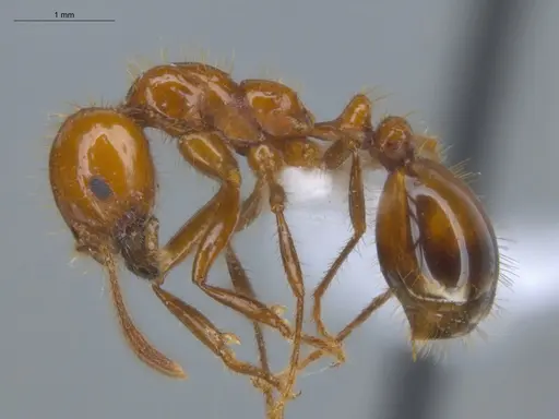 Solenopsis saevissima - ECOFOG-BUG-0893-01