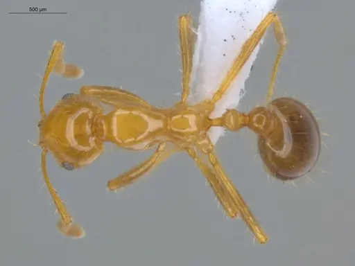 Solenopsis saevissima - ECOFOG-SAV18-0010-01
