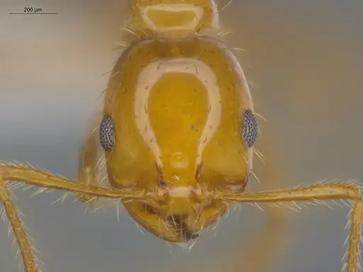 Solenopsis saevissima - ECOFOG-SAV18-0010-01