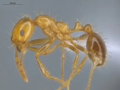 Solenopsis saevissima - ECOFOG-SAV18-0010-01