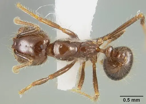 Solenopsis saevissima - USNMENT01124294