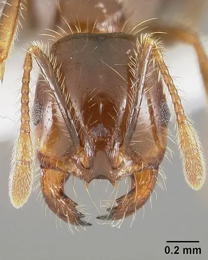 Solenopsis saevissima - USNMENT01124294