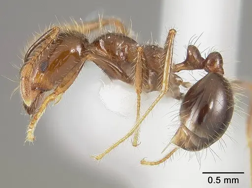 Solenopsis saevissima - USNMENT01124294
