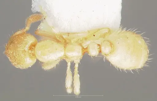 Solenopsis salina specimen