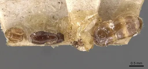 Solenopsis santschii specimen