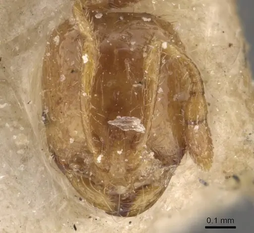 Solenopsis santschii specimen